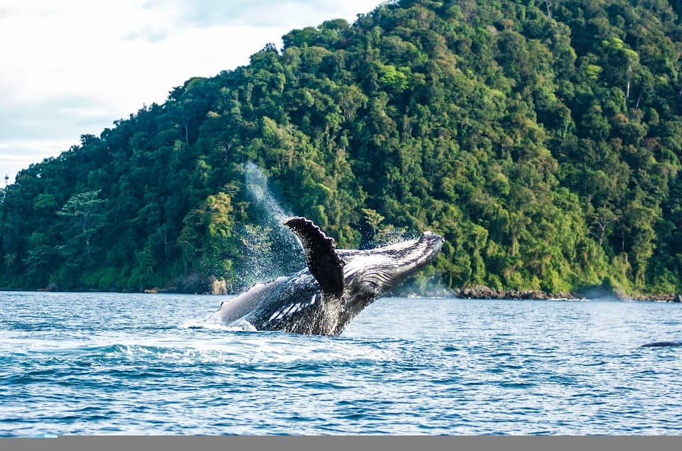 Costa Pacífica Colombiana